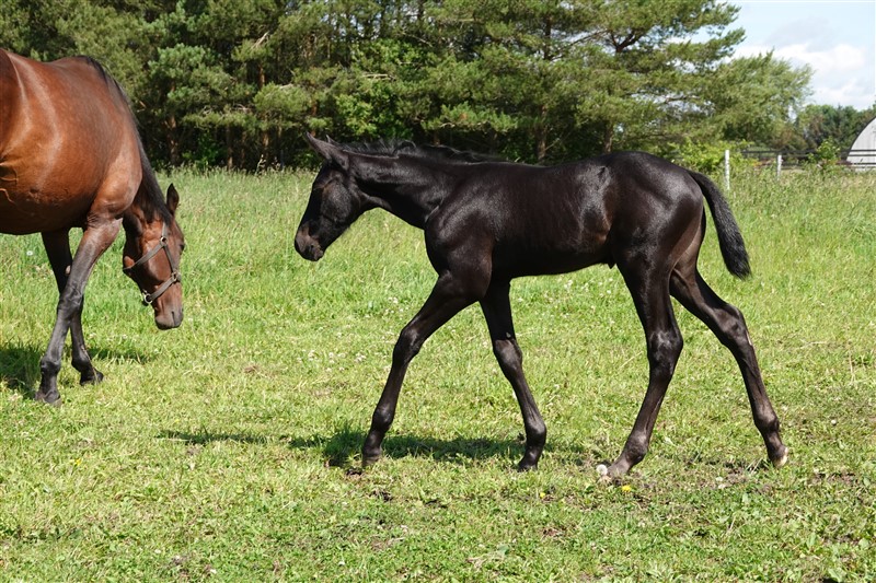 Foto taget 10 august