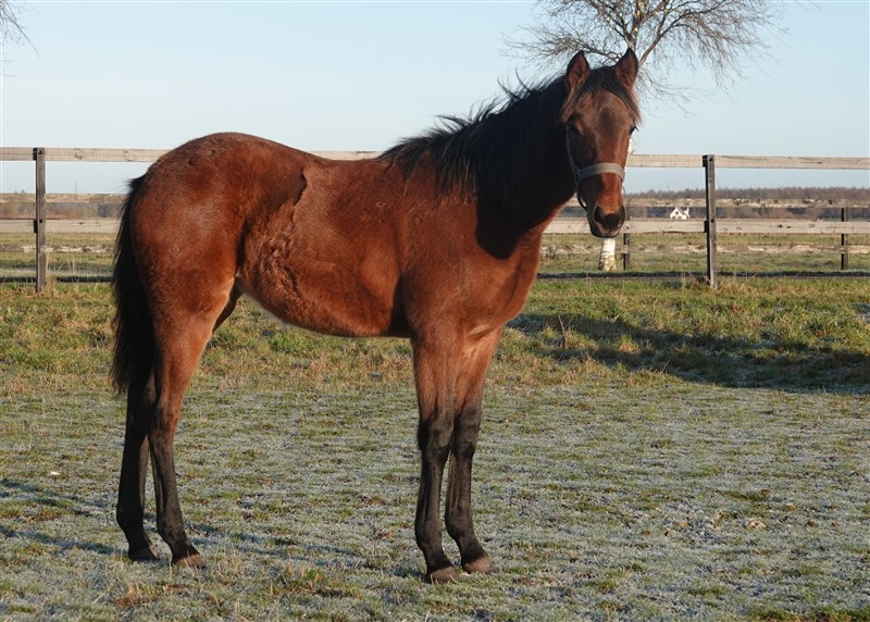 Foto taget 26 december 2025